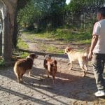 Haruko Centro Canino – Guardería Canina en La Torre de Esteban Hambrán