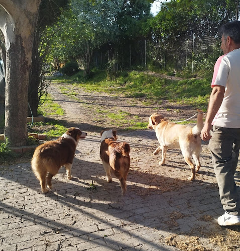 Negocio Haruko Centro Canino