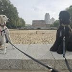 Hotel Animal Amor Perrijo – Guardería Canina en Centro