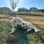 Hotel Can Residència Canina – Guardería Canina en Anglesola