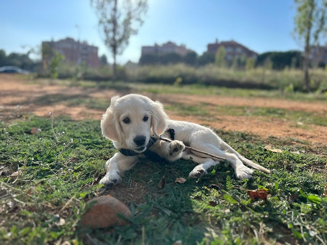 Negocio Hotel Can Residència Canina