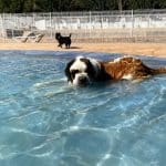 Hotel Caní El Vilà – Guardería Canina en Calders