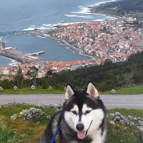 Negocio Hotel Canino A Raposeira