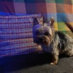 Hotel Canino Arcoiris – Guardería Canina en Zancornio