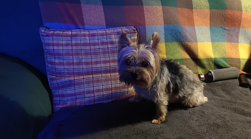 Negocio Hotel Canino Arcoiris