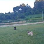 Hotel Canino Aulacan – Guardería Canina en Arteixo