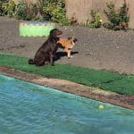 Hotel Canino Escubidú – Guardería Canina en Agüimes