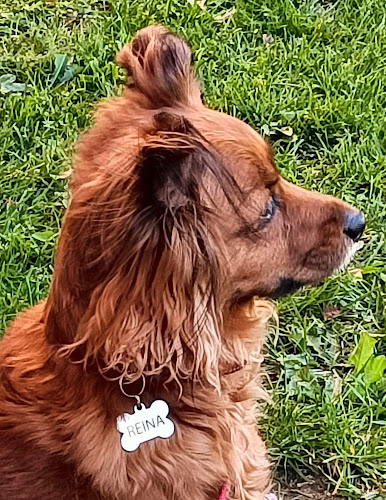 Negocio Hotel Canino Ferral