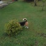 Hotel Canino Gandarilla – Guardería Canina en Gandarilla