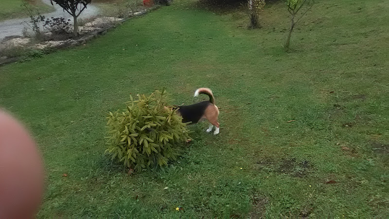 Negocio Hotel Canino Gandarilla