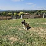 Hotel Canino Gardacan – Guardería Canina en A Barra