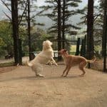 Hotel Canino Gorbeiazpi – Guardería Canina en Lemona
