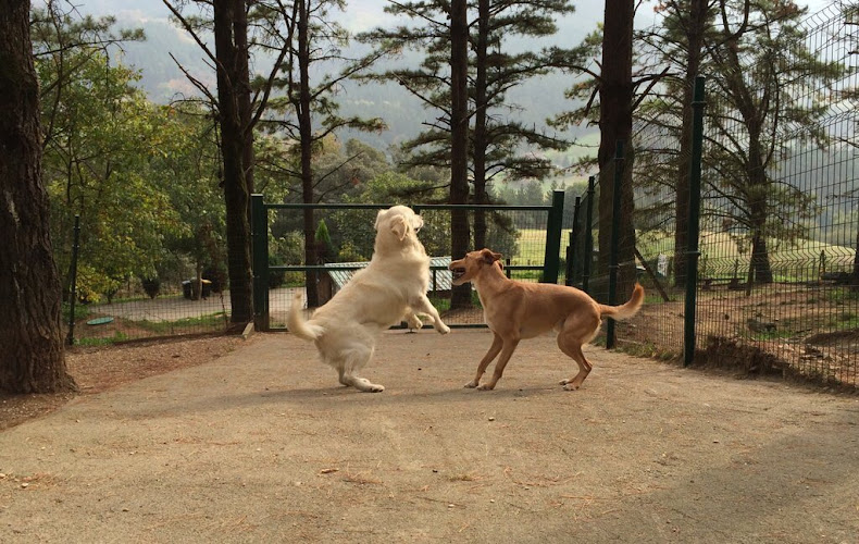 Negocio Hotel Canino Gorbeiazpi