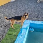 Hotel Canino Joyas Del Atlántico – Guardería Canina en Telde