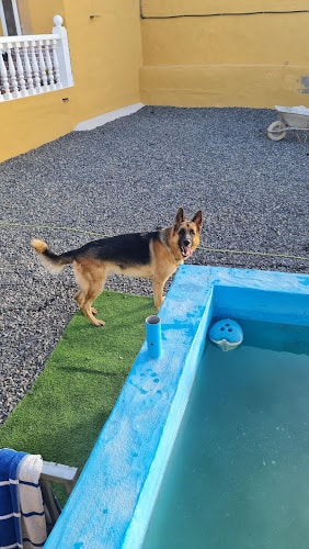 Negocio Hotel Canino Joyas Del Atlántico