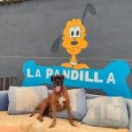 Hotel Canino La Pandilla – Guardería Canina en Las Eras