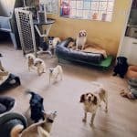 Hotel Canino Las Lomas – Guardería Canina en Valdefresno