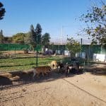Hotel Canino Los Pinos – Guardería Canina en Benahadux