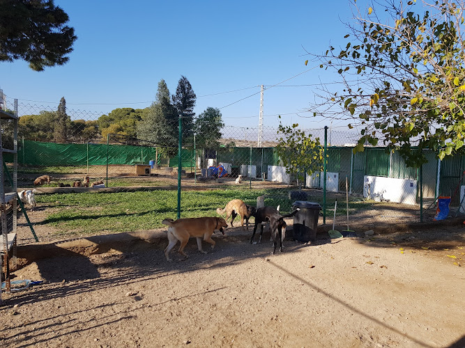 Negocio Hotel Canino Los Pinos
