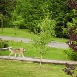 Hotel Canino Ojo Guareña – Guardería Canina en Santelices