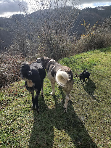 Negocio Hotel Canino Orbela Txakur Egoitza