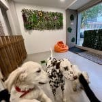 Hotel Canino Peek | Guardería Residencia – Guardería Canina en Donostia