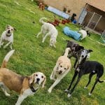 Hotel Canino Sulu. (Peluquería Canina) – Guardería Canina en Castromonte