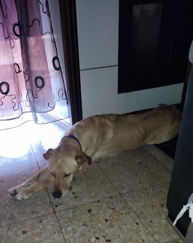 Negocio Hotel Canino Talavera