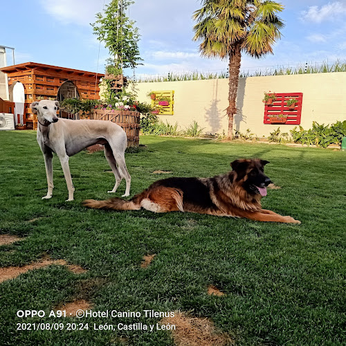Negocio Hotel Canino Tilenus