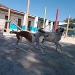 Hotel Canino Y Felino El Rey De La Casa - Cat & Dog Boarding Kennels – Guardería Canina en El Campello