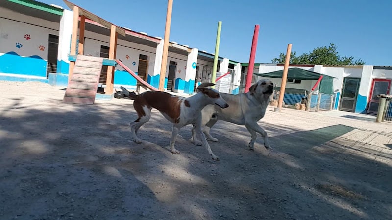 Negocio Hotel Canino Y Felino El Rey De La Casa - Cat & Dog Boarding Kennels