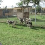 Hotel Canino Y Felino Kabluna – Guardería Canina en Zamora