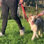 Hotel Canino Y Guardería De Dia San Sebastián – Guardería Canina en Astigarraga