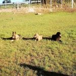 Hotel Complexo Canino Gaia – Guardería Canina en Culleredo