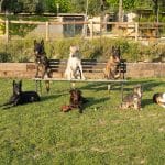 Hotel De Mascotas Alicante Can-Cun – Guardería Canina en Tibi