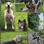Hotel Villa Halcón Trapagaran – Guardería Canina en Trapagaran