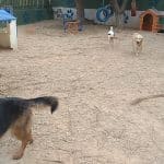 Huellas Y Manchas – Guardería Canina en El Campello
