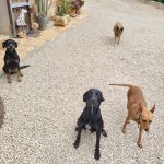 Hundepension