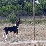 Hundetraining Mallorca Sweet Home – Guardería Canina en Inca