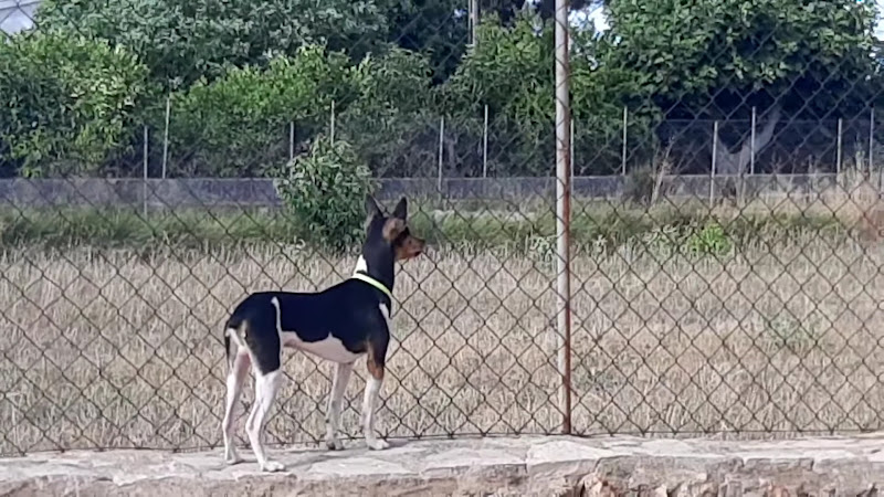 Negocio Hundetraining Mallorca Sweet Home