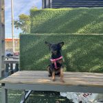 Ican Adiestramiento Canino Sevilla – Guardería Canina en Sevilla