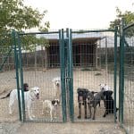 Instint Animal – Guardería Canina en Alcoletge