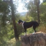 Integradogs Valencia Educación Canina A Domicilio – Guardería Canina en La Canyada