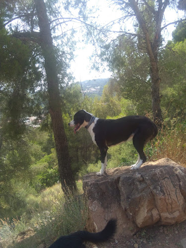 Negocio Integradogs Valencia Educación Canina A Domicilio