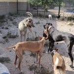 Iscan Educación Canina – Guardería Canina en el Raspeig