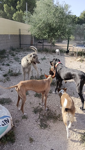 Negocio Iscan Educación Canina