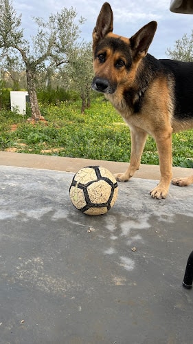 Negocio K9 Ville