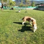 Kan-Gurea – Guardería Canina en Ayegui