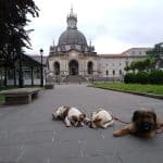 Kangune – Guardería Canina en Beasain