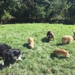 Kanoteka, Adiestramiento Canino – Guardería Canina en Barrika